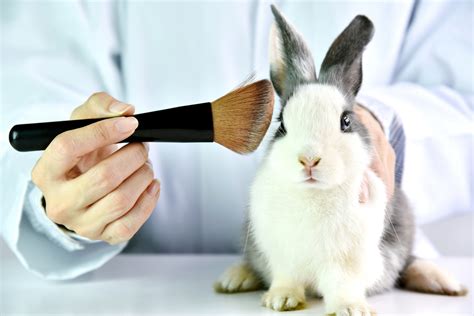 Europe wants global ban on animal testing for cosmetics ...