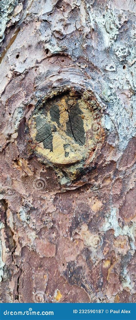 Beautiful Tree Bark Close Up Stock Image Image Of Bark Carving