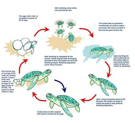 Sea Turtle Life Cycle Labeled