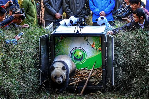 Fifth Panda Released Into The Wild In Sichuan