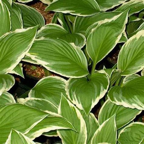 Pin On 05 Hosta For My Labyrinth Part 1