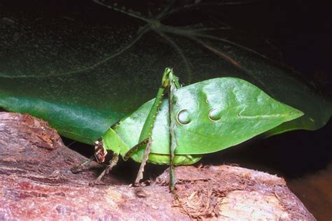 Large Bugs That Look Like Leaves Animals Momme