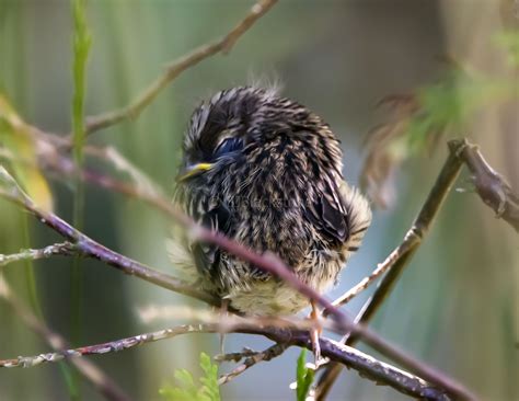 Check out our white crown sparrow selection for the very best in unique or custom, handmade pieces from our shops. Fledgling White-Crowned Sparrow - Wings and Feathers