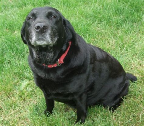 Jet 10 Year Old Female Labrador Available For Adoption