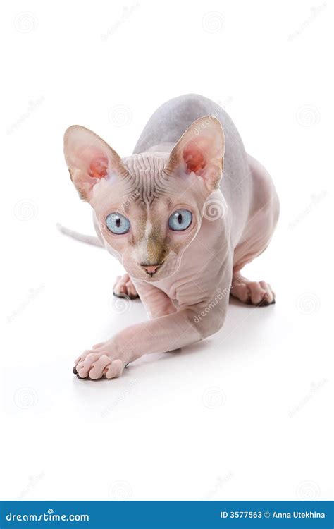 Sphynx Cat Stock Image Image Of Ears Animals Domestic 3577563