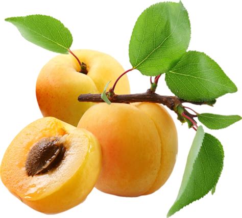 Apricots Png Transparent Image Download Size 500x452px