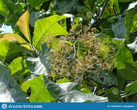 Treen Teak Tectona Grandis Linn F With Natural Background Teak Leaves