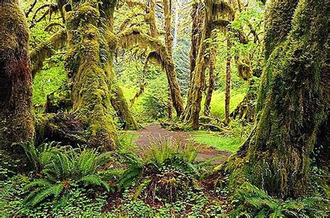 Visit Hoh Rainforest Washington State Most Visited National Parks
