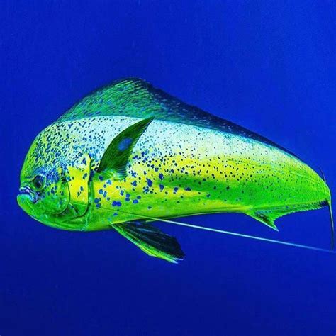 Mahi Masterpiece Captured By Underwater Photographer Adrian Gray