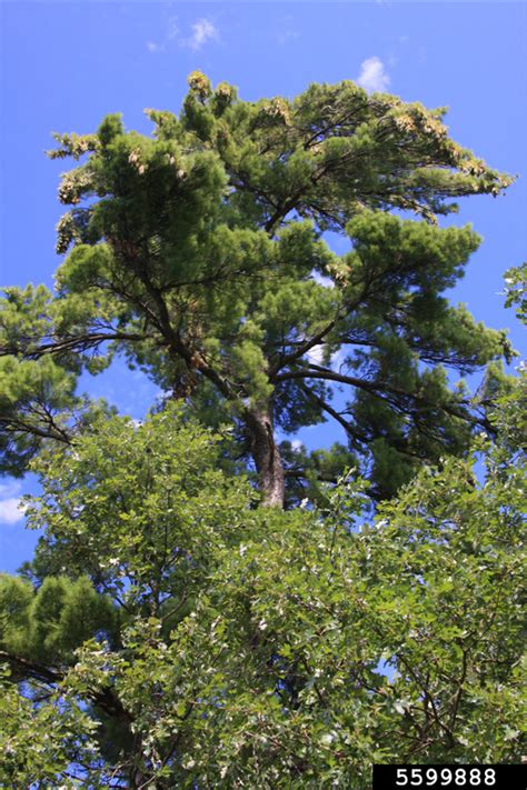 Eastern White Pine Pinus Strobus Pinales Pinaceae 5599888