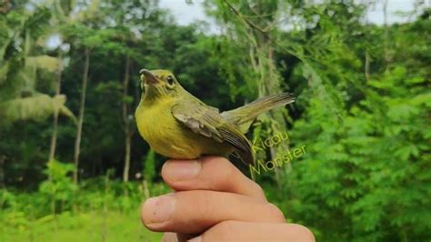 Daftar Harga Burung Kolibri Terbaru Juni 2020 [lengkap ]