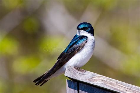 Cute Tree Swallow Bird Close Up Portrait In Spring Stock Image Image Of Male America 183812079