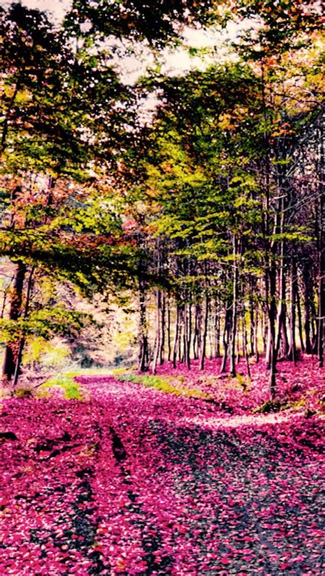 Pink Path Source Beautiful Forest Forest Path Nature