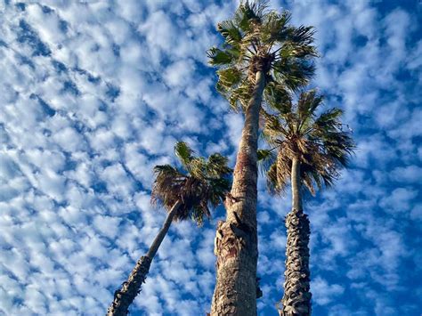 Why We Need To Be Like Palm Trees Pelusey Photography