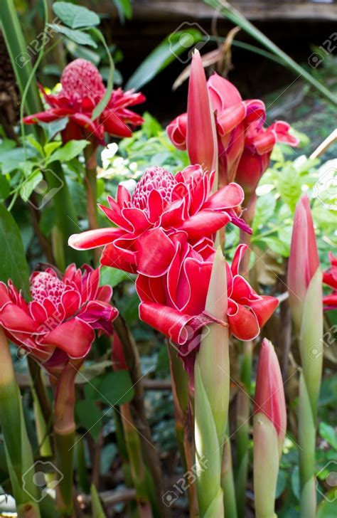 Kecombrang Torch Ginger Etlingera Elatior Flowers 11 Manfaat Bunga