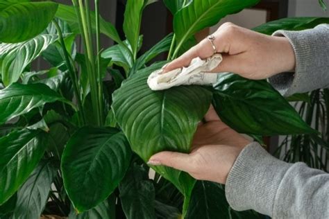 Tips To Keep Your Houseplants Healthy Walters Greenhouses And Garden