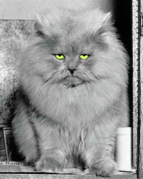1940s Long Hair Blue Persian Cat Photograph By Vintage Images