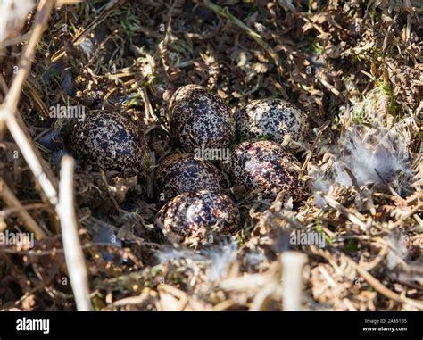 Grouse Shooting Hi Res Stock Photography And Images Alamy