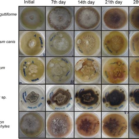 Fungal Species Utilized In The First Phase Of Experiment Initially