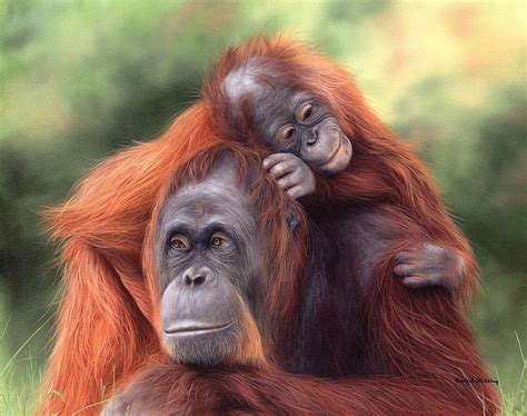 Orangutans Painting Painting By Rachel Stribbling Fine Art America