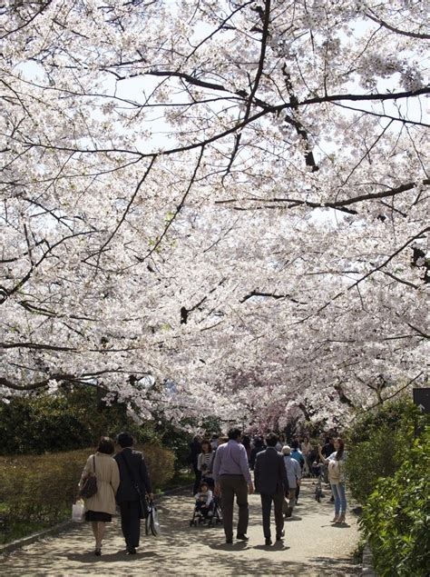 Why You Should Visit Japan During Cherry Blossom Season — To Europe And