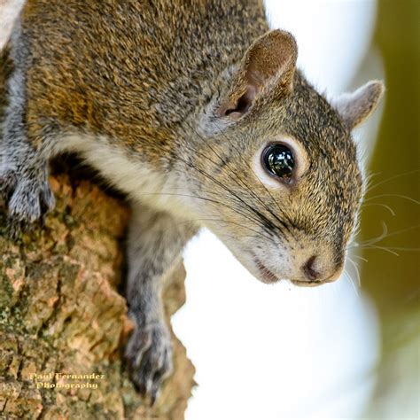 Eastern Gray Squirrel On A Tree At Corkscrew Swamp Sanctuary Florida
