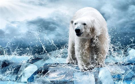 Polar Bear Wallpapers Top Free Polar Bear Backgrounds Wallpaperaccess