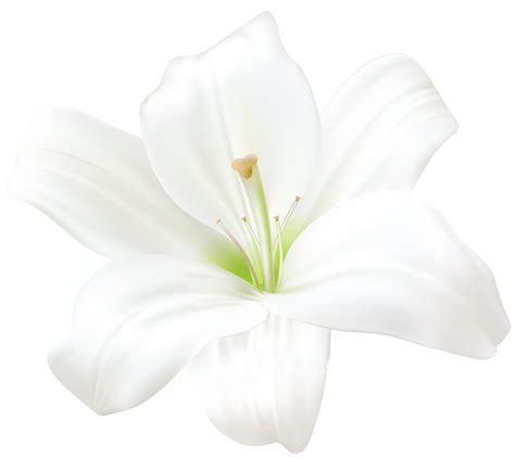 White Lily Png Clip Art Image White Lilies Flower Garden Design