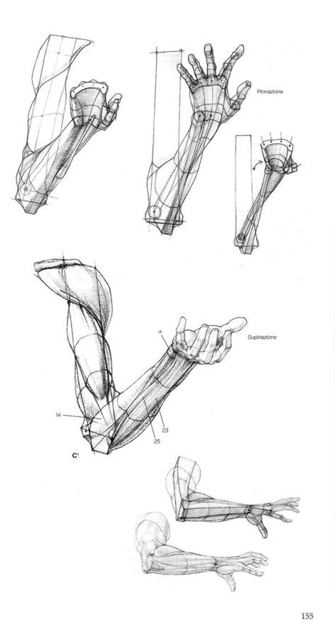 Drawing Basics Arm Anatomy Anatomy For Artists Anatomy Sketches