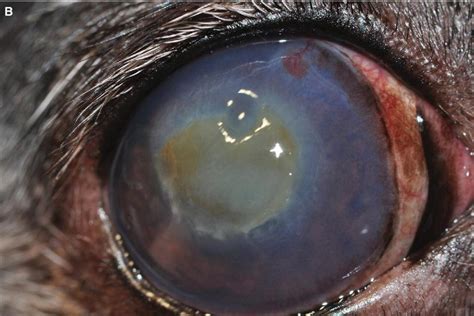 Systemic Diseases With Ophthalmic Manifestations Veterian Key