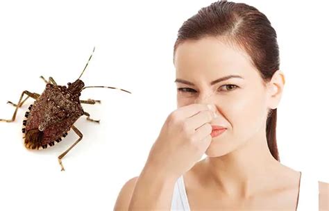 What Do Stink Bugs Smell Like How To Get Rid And Lasting Time Pestbugs