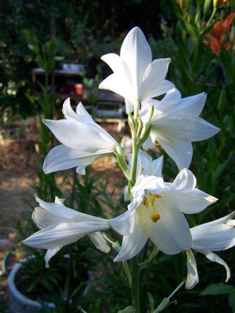 Lily Lilium Candidum In The Lilies Database