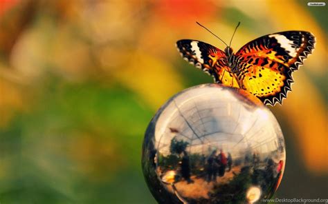 Beautiful Butterfly In Globe Wallpapers Hd Wallpapers Desktop Background
