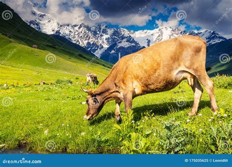 Cows Grazing Stock Image Image Of Cattle Beautiful 175035625
