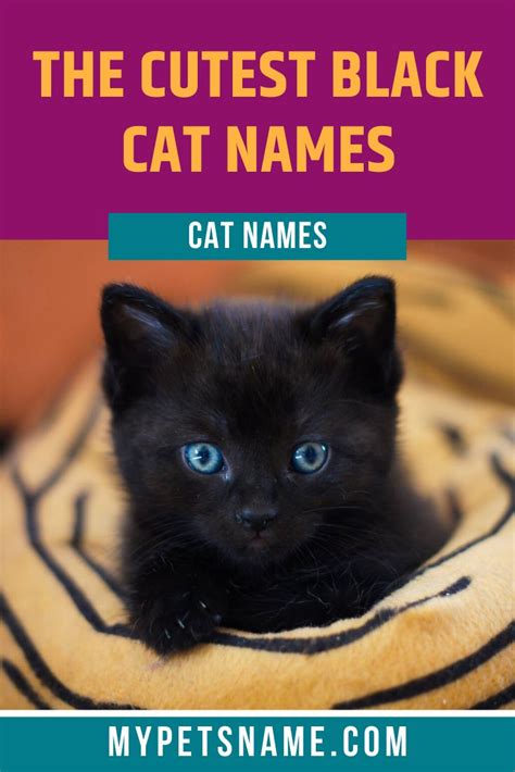 Cat Names Male List Hot Sex Picture