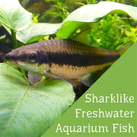 Freshwater Aquarium Sharks Best Sharklike Fish For Tanks Pethelpful