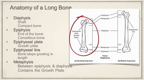 They consist of a thin layer of cortical bone with cancellous interiorly. Long Bone Anatomy - YouTube
