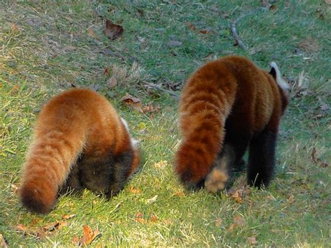 Red Pandas At The Detroit Zoo Baby Berry And Her Mama Ta Flickr
