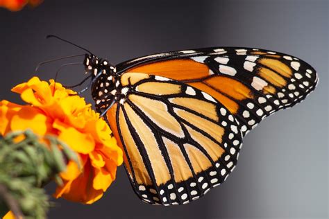 Monarch Butterfly Pictures Download Free Images On Unsplash