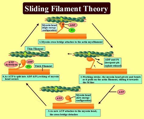 Sliding Muscle Filament Theory
