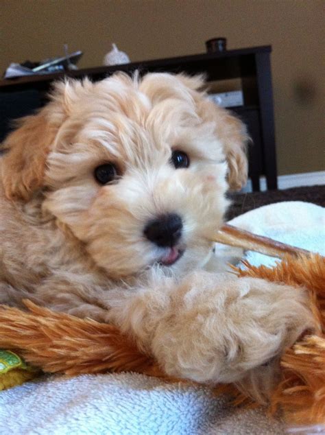 So This Is A Schnoodle And Its A Schnauzer And Poodle Mix And I Want