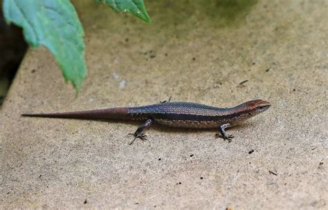 Aaimg8177sml5 Common Grass Skink Lampropholis Guichenot Flickr