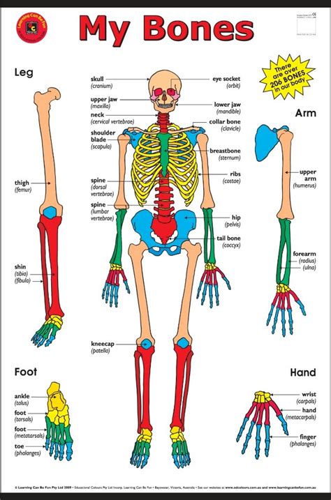A Diagram Of Joints And Bones In The Human Body The Skeletal System