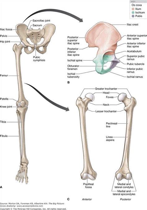 The femur is the human body's longest and sturdiest bone that helps to take the whole weight of the body during ambulation (schwartz 2007: Leg Bone Diagram : Diagram Upper Leg Bone Diagram Labeled ...