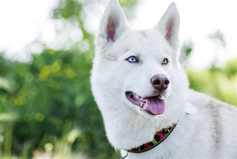 8 Rarest Siberian Husky Coat Colors And Patterns