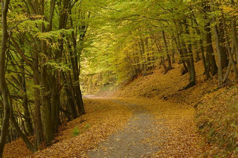 Free Photo Autumn Forest Path Fall Leaves Free Image On Pixabay