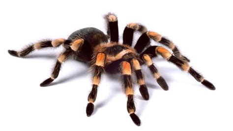 Bbc Earth The Truth About Tarantulas Not Too Big Not Too Scary