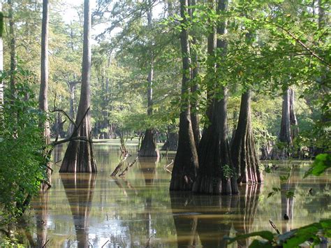 Find louisiana car insurance that combines incredible discounts with great customer service. Lake Martin in Louisiana