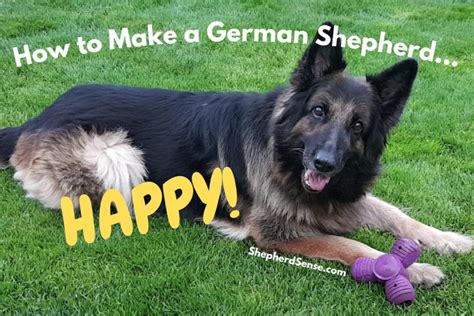 11 Ways To Make A German Shepherd Happy Shepherd Sense
