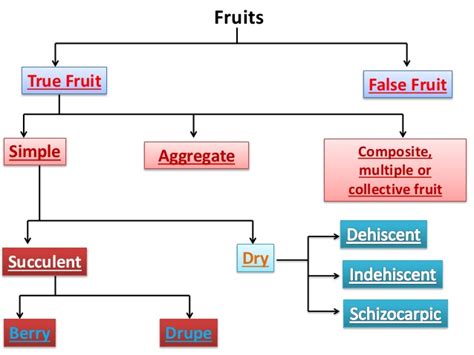 True fruits and false fruits examples. examples of false fruits